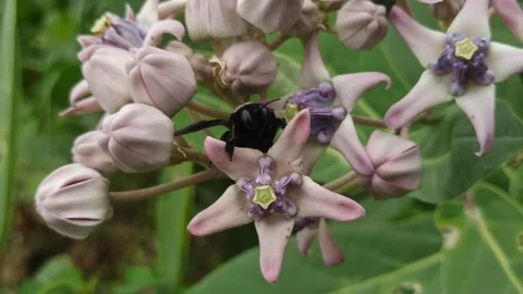 Vestal Bumblebee on Crown Flower Video stock 259130693
