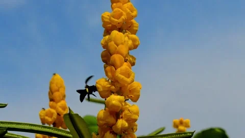 Vestal bumblebee on the flower Video stock 230212199