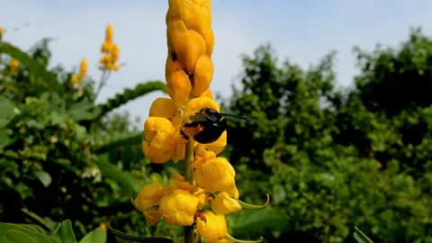 Vestal bumblebee on the flower Video stock 230212207