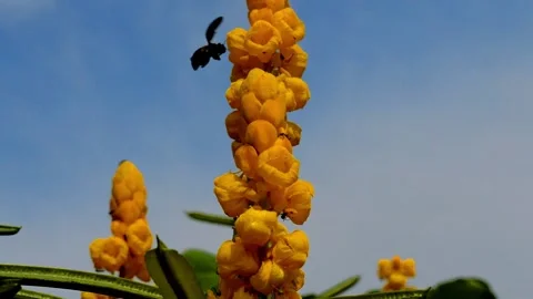 Vestal Bumblebee Video stock 230212198