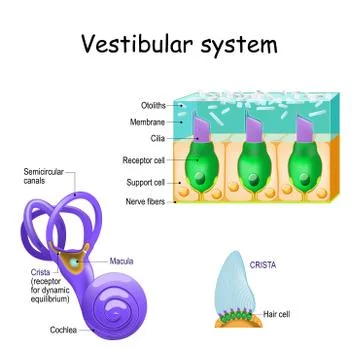 Vestibular system with crista, macula, cochlea and receptor cells Stock Illustration