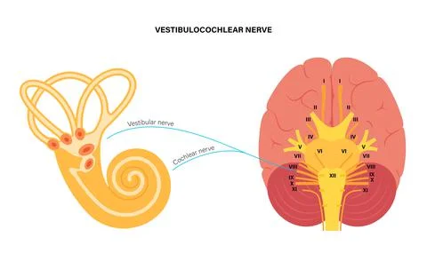 Vestibulocochlear nerve anatomy Stock Illustration