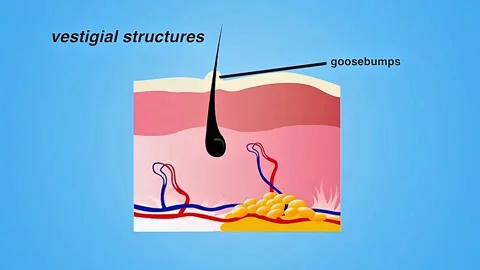 Vestigial structures Video stock 322541065