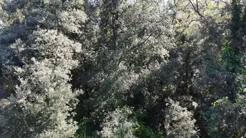 Vesuvio Stock Footage 268444730