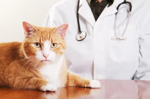 Vet and Cat Stock Photos