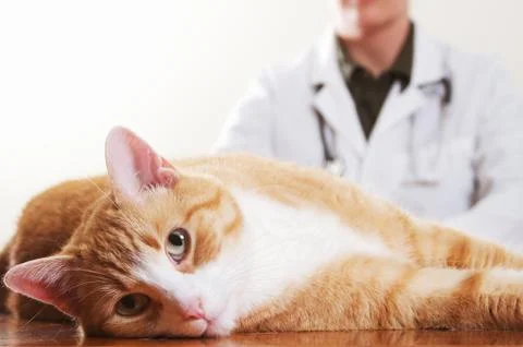 Vet and Cat Stock Photos