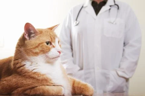 Vet and Cat Stock Photos