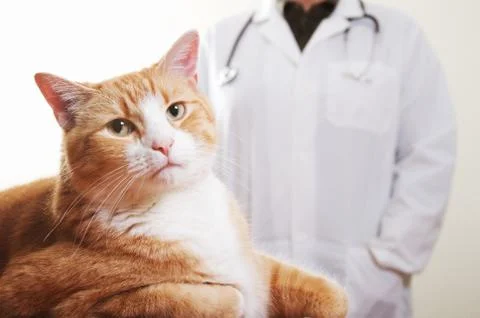 Vet and Cat Stock Photos