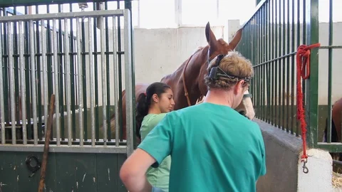 Vet and helper check chestnut dressage horse before being sold. Stock Footage