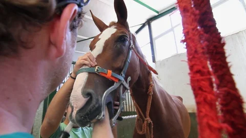 Vet and helper checking teeth health on a chestnut dressage horse. 스톡 동영상 128823839