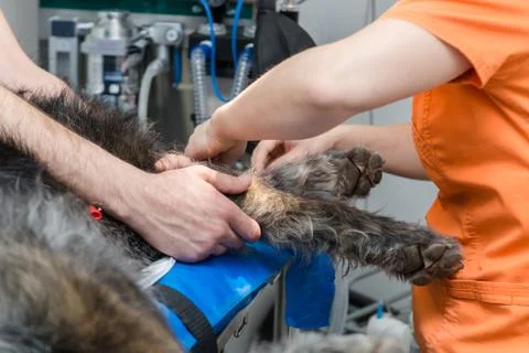 Vet and her assistant gently hold a dog on the operating table Foto stock