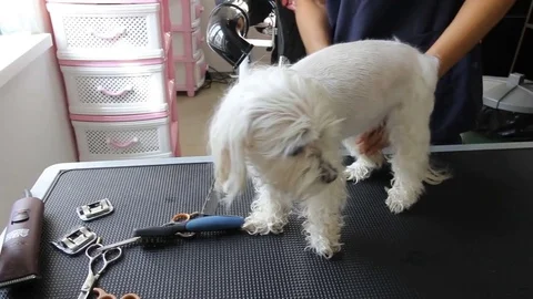 Vet in a blue robe uses a comb and hair dryer for drying the white puppy. Pet Video stock 72903444
