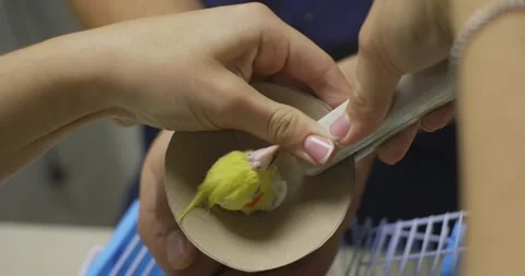 The vet carefully secures a protective collar around the baby parrots neck Video stock 311327668