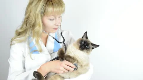 Vet with cat Stock-Footage 12997709