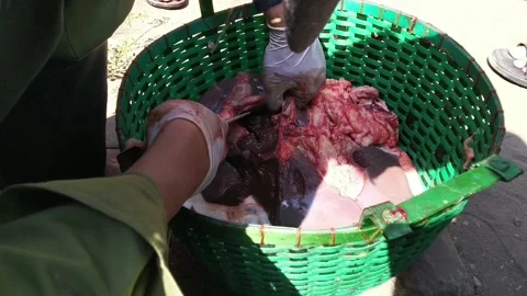 The vet is checking the beef Video stock 170715375