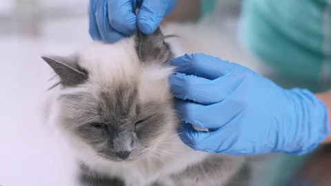 Vet checking a cat's ears at the clinic Stock Footage 128796481