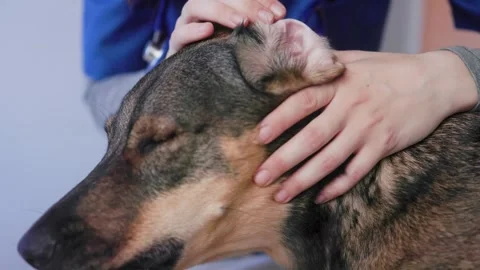 Vet checking dog ears of mixed-breed pet. Close-up of animal examination in Stock-Footage 340244805