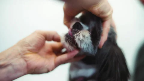 A Vet Checking Dogs Teeth In A Clinic, Paris, France Stock Footage 320405604