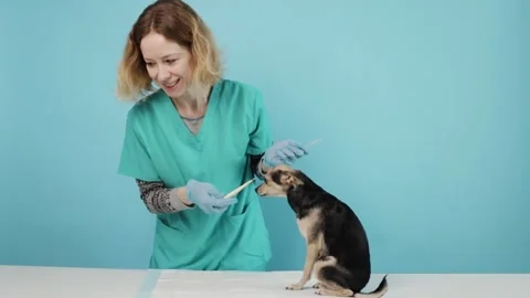 Vet checking dog's temperature, pet receiving professional medical care, an.. Stock Footage 310373199
