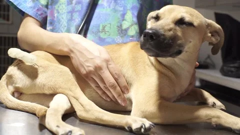 Vet checking a smiling dog Stock Footage 145783748