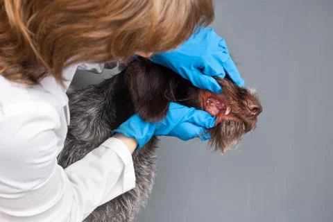 Vet checking teeth of dog Stock Photos