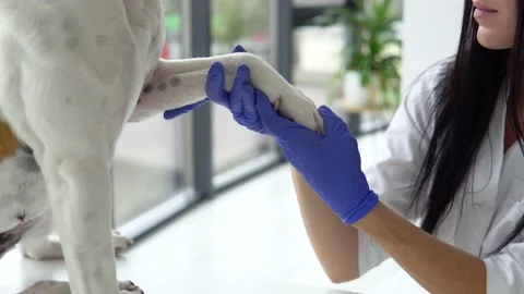 Vet checking a white yellow amstaff in clinic Stock Footage 144010748