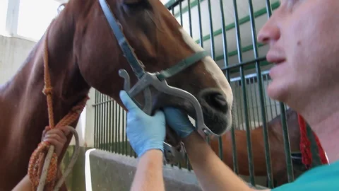 Vet checking for wolf teeth on a chestnut dressage horse before being sold. 스톡 동영상 128823246