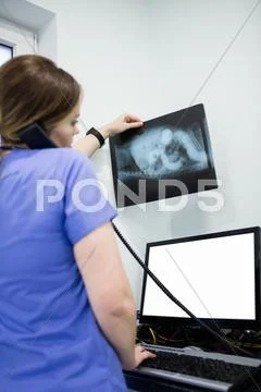 Vet Checking X-Ray While Talking On The Phone