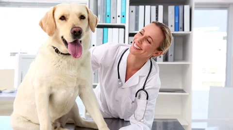 Vet checking a yellow labrador Stock Footage 36074760
