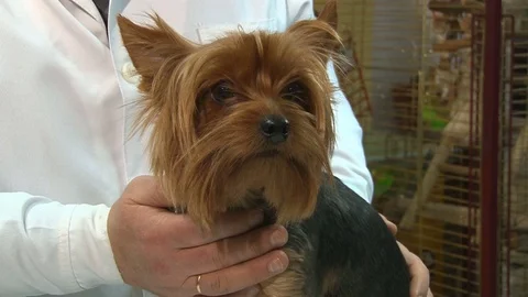 Vet checking a yorkshire terrier in her office Stock Footage 71531517