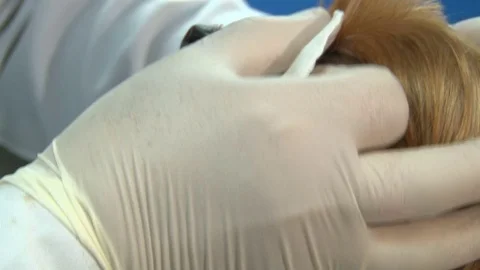 Vet checking a yorkshire terrier in her office Stock Footage 71533740