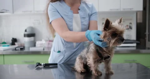 Vet checking a yorkshire terrier in her office Stock Footage 181418882