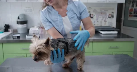 Vet checking a yorkshire terrier in her office Stock Footage 188703693