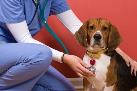Vet Checkup Stock Photos