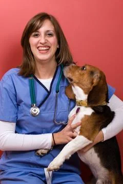 Vet Checkup Stock Photos