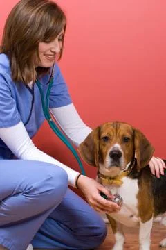 Vet Checkup Stock Photos