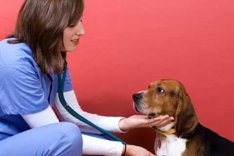 Vet Checkup Stock Photos