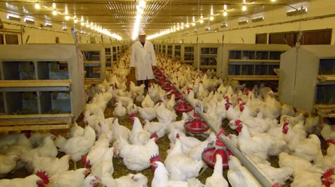 Vet on chicken farm Stock Footage 34286421