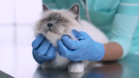 Vet cuddling a cat on the examination table Stock Footage 128796346
