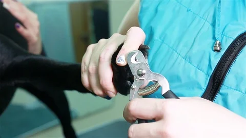 The vet cuts the dog's nails Stock Footage 101229770