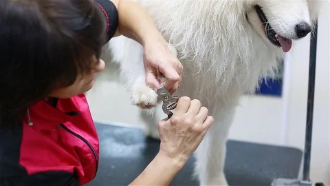 The vet cuts the dog's nails Stock Footage 101340726