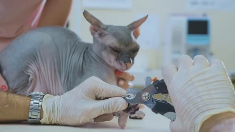The vet cutting the claws of sphinx bald cat in the veterinary clinic, close-up Stock Footage 94704375