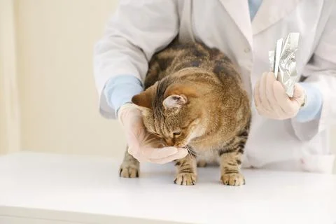 A vet doctor feed a cat by vitamins for health. Stock Photos