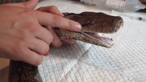 Vet Doctor Inspecting Reticulated Python (Python Reticulatus) Snake. Veterinary 動画素材 105772292