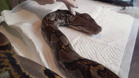 Vet Doctor Inspecting Reticulated Python (Python Reticulatus) Snake. Veterinary 스톡 동영상 105772544