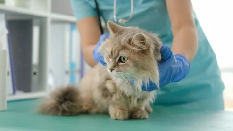 Vet doing general examination of cat Stock Footage 157315588