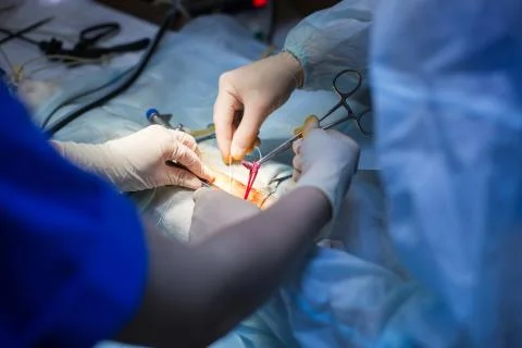Vet doing the operation for sterilization. The cat on the operating table in a Stock Photos