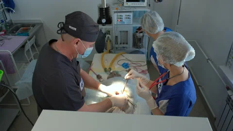 Vet Doing Surgery of a Cat in Operating Theatre Vídeo Stock 153823706