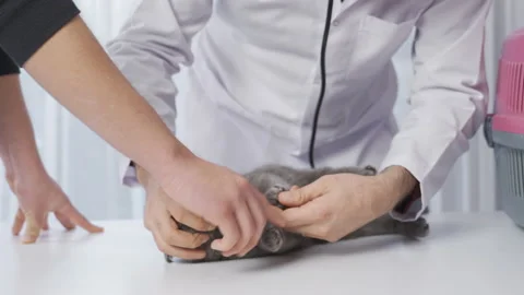 The vet examines the cat. Stock-Footage 221148275