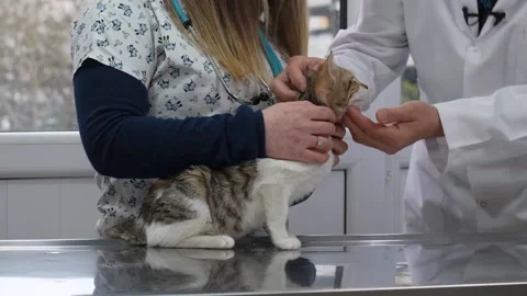 The vet examines the cat Stock Footage 224322476